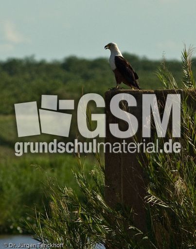 Schreiseeadler (2 von 2).jpg